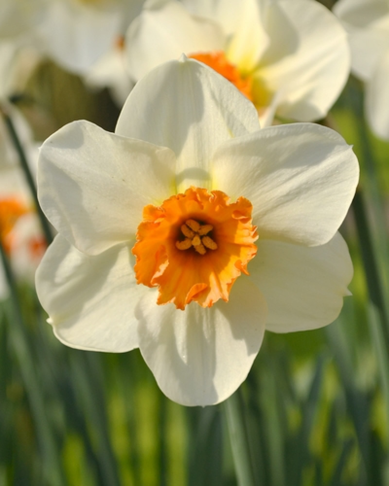 narcisvariëteit met witte bloemblaadjes